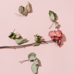 comment faire secher une rose petite fleur