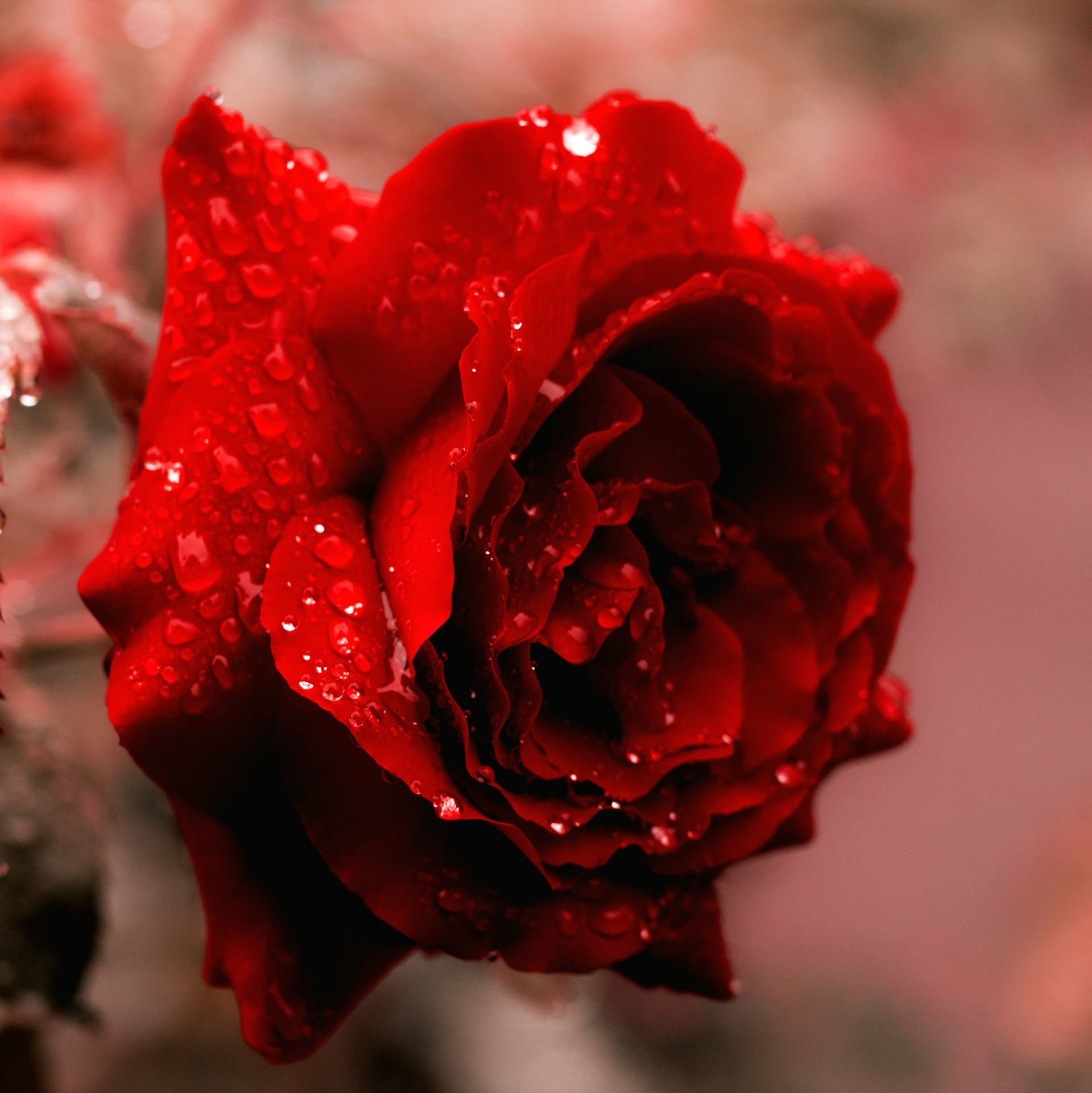 rose rouge mouillee