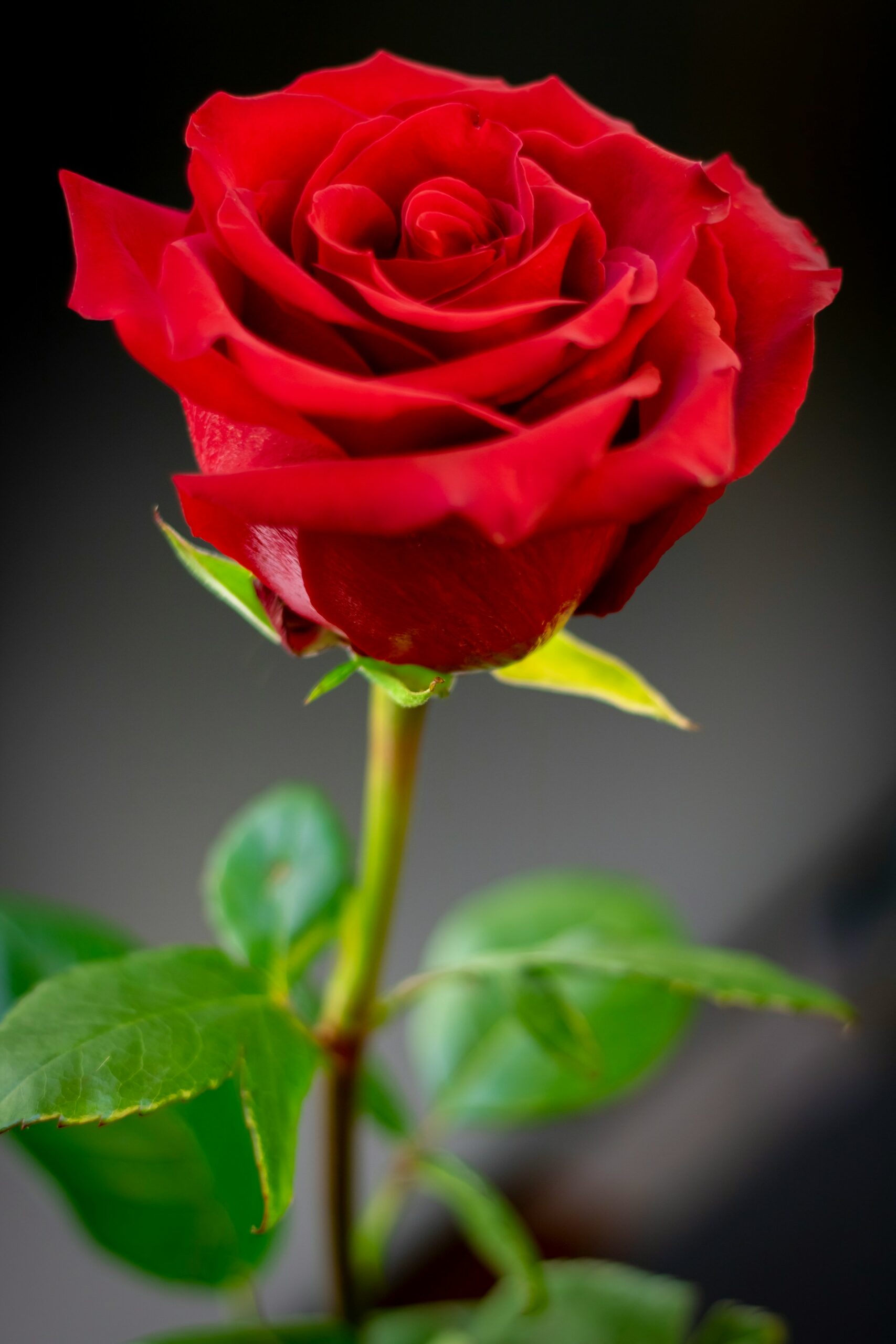rose rouge tige