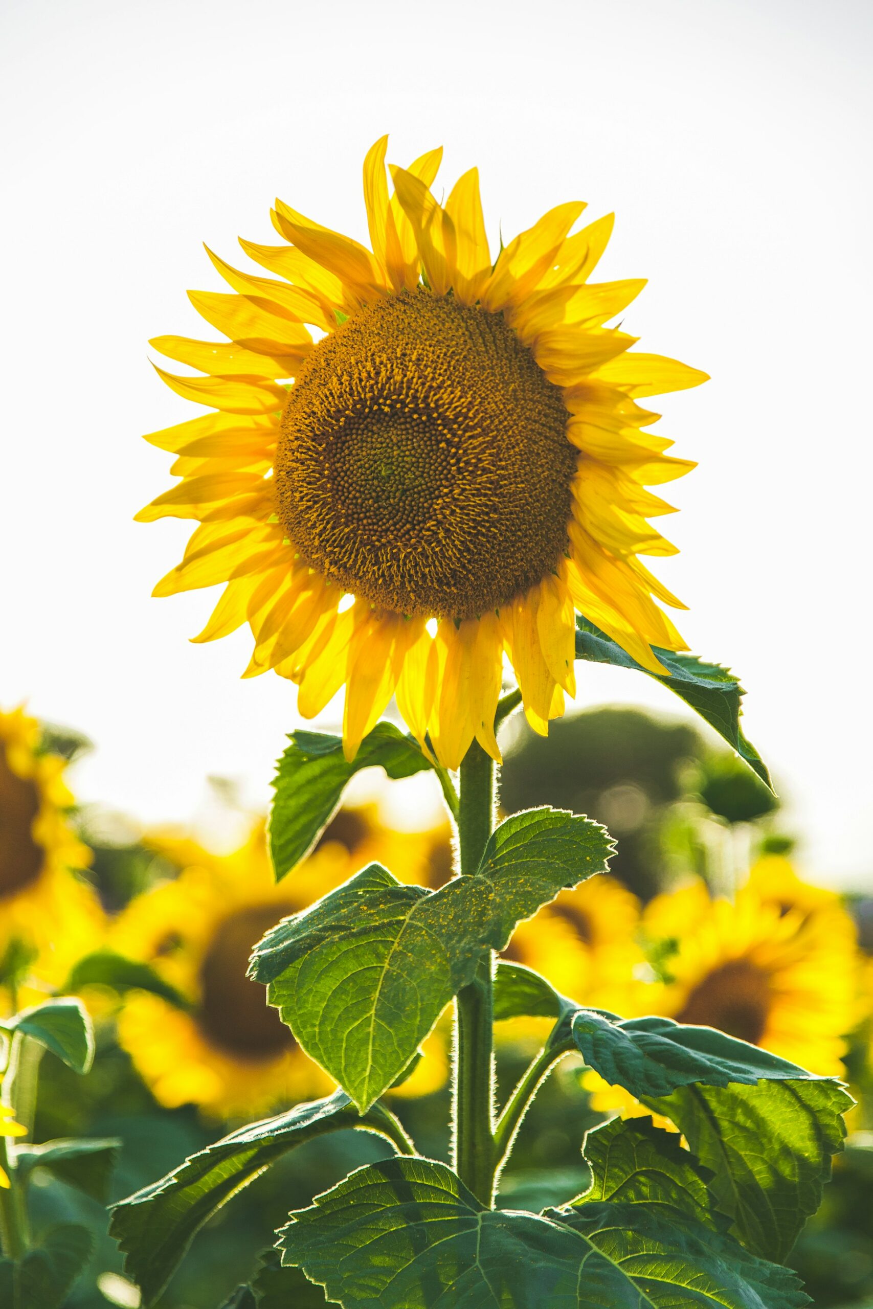tournesol petite fleur