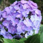hortensia violet