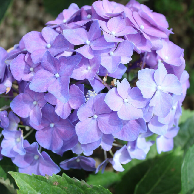 hortensia violet