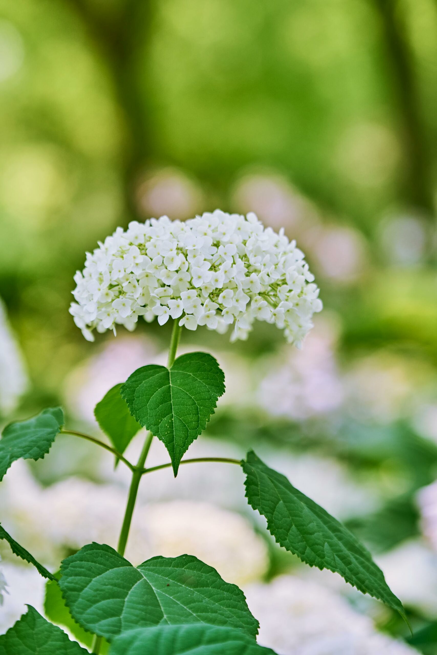 hortensia blanc