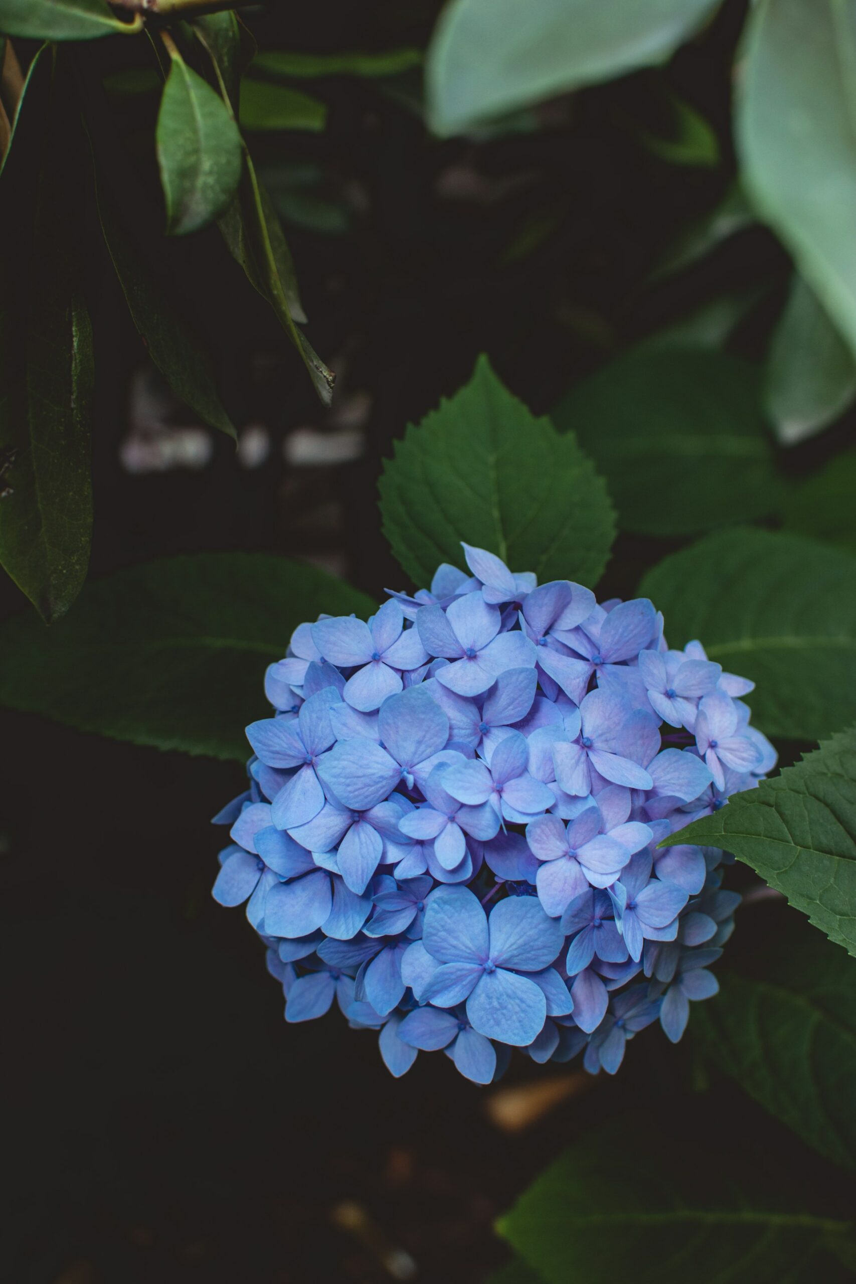 hortensia bleu